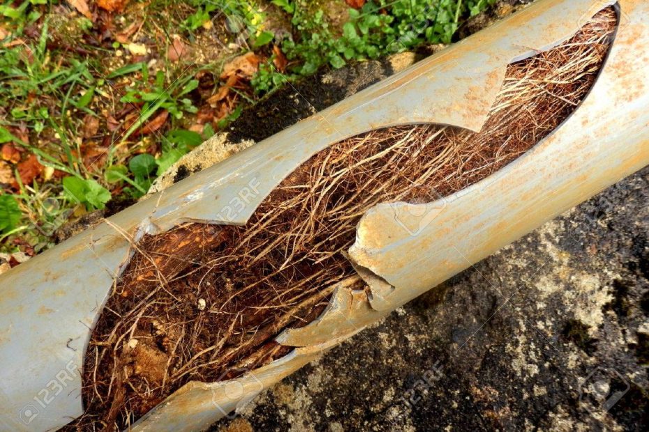 Raíces en las tuberías